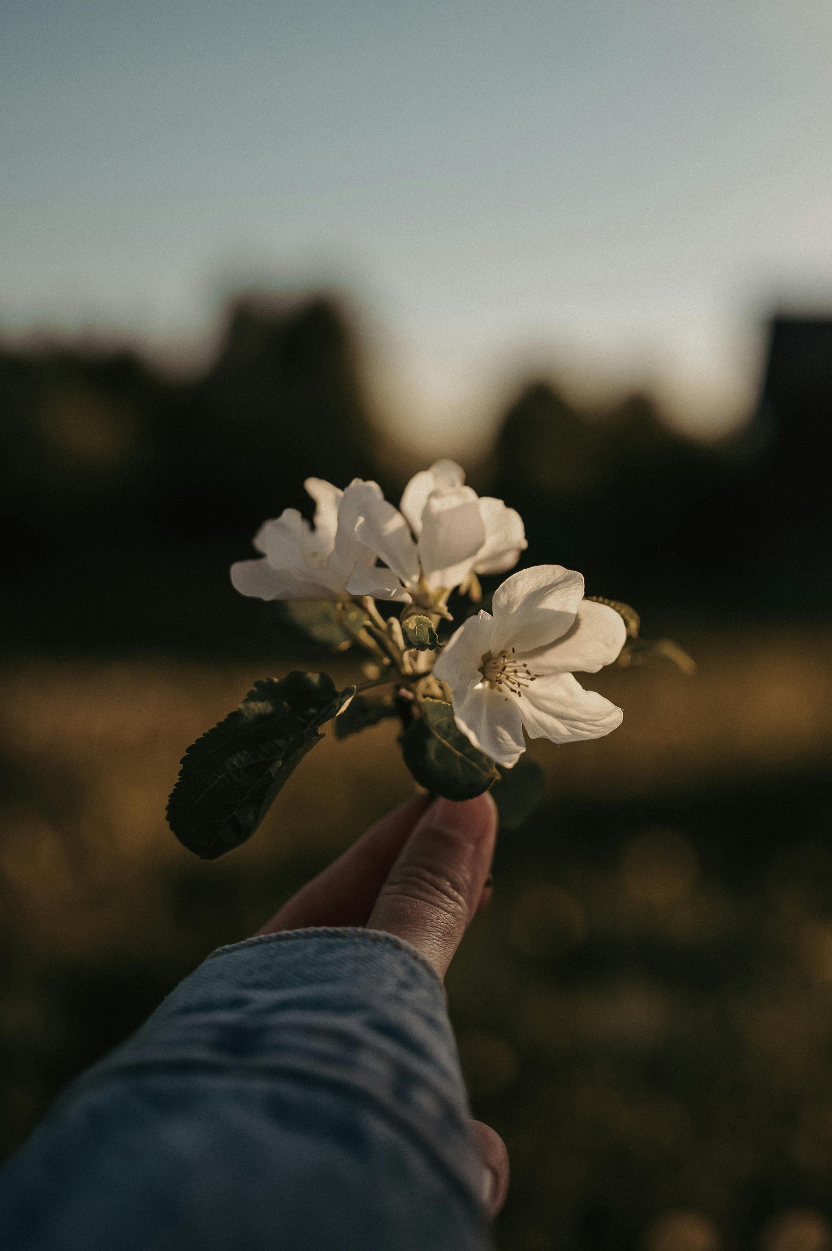 Mains qui tend des fleurs.